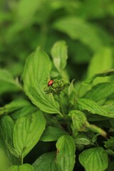 ladybug on a leaf