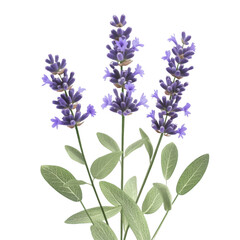 Obraz premium Lavender cutout png with transparent background for floral designs in nature settings