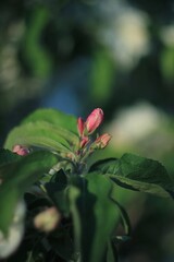 Apple tree blossom red flowers 