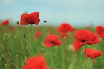 Obraz premium red poppy in the field