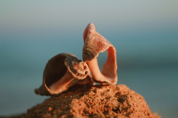 Closeup seashell on the beach