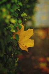 autumn leaves in the forest