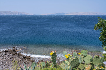 Coast with cacti in Croatia, overlooking the island of Krk, Europe