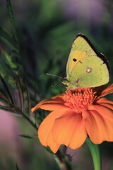 Yellow butterfly on flower lily 