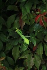 green mantis on a  green leaf