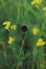 wild flowers in the forest