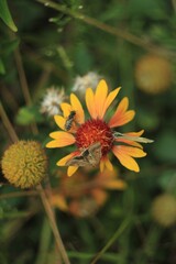 Insect and bee on a yellow orange flower
