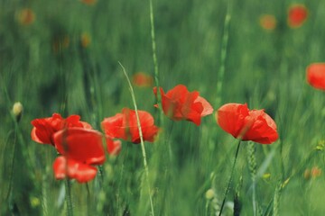 field of red poppies