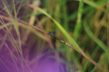 Blue dragonfly on the grass