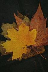 autumn leaves on black background