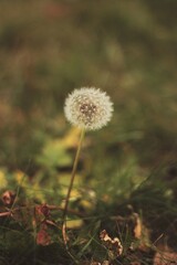 dandelion in the grass