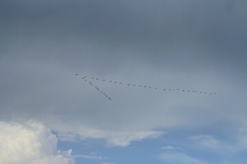 A lot of birds flying in the sky