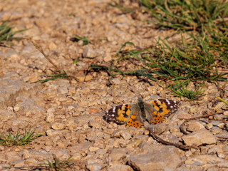 Painted Lady butterfly sunbathing on a rural path in southern France