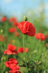 red poppy in the field on a green background 