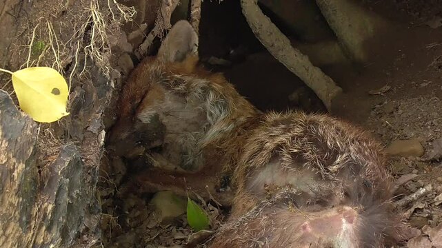Dead Red Fox (Vulpes vulpes) Lying In A Woodland Covered In Flies