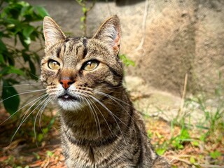 A beautiful, beige-striped cat with a white muzzle, expressive look and luxurious whiskers. Close-up.