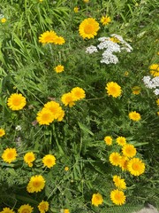 field of yellow flowers