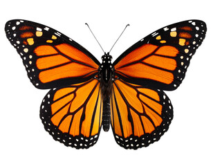 Fototapeta premium Monarch Butterfly with Spread Wings Displaying Bright Orange and Black Patterns, Isolated PNG