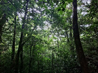 Fototapeta premium Hanging Bridges, Hiking and Natural Beauty in Monteverde, Costa Rica