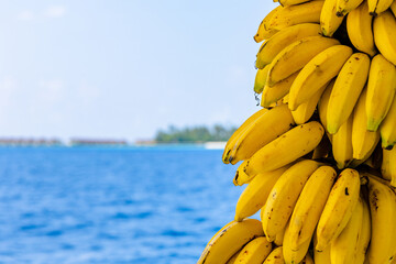Fresh ripe yellow bananas bundle with blue ocean on background. Healthy food background. Selective focus