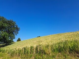 Getreidefeld, Buckligen Welt in Niederösterreich