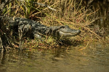 alligator in the swamp