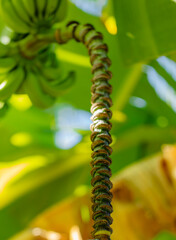 Tige florale  et fleur du bananier 