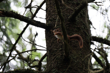 A close-up of a red squirrel in a coniferous forest in early summer after the rain, Oslo, Norway