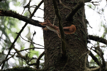 Fototapeta premium A close-up of a red squirrel in a coniferous forest in early summer after the rain, Oslo, Norway