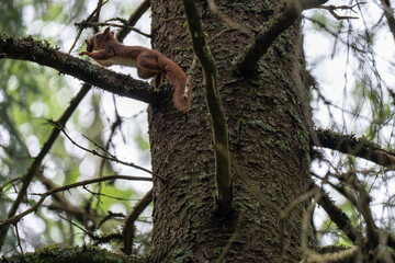 A close-up of a red squirrel in a coniferous forest in early summer after the rain, Oslo, Norway