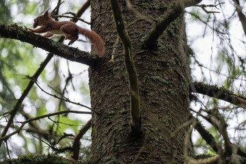 A close-up of a red squirrel in a coniferous forest in early summer after the rain, Oslo, Norway