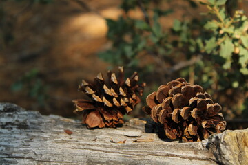 Pine Cone on Log in Forest