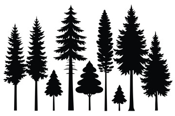 Fototapeta premium Silhouettes of evergreen trees in a forest setting 