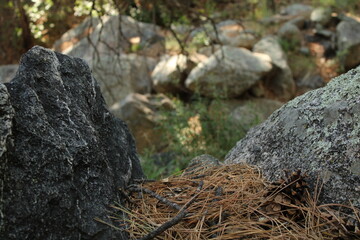 Pine Needles Between Two Boulders in the Forest