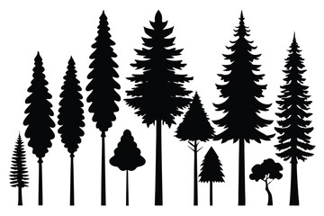 Fototapeta premium Silhouettes of evergreen trees in a forest setting 
