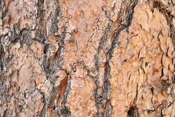 Tree Bark Texture Pine Tree Kingman Arizona 