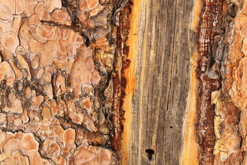 Tree Bark Texture Pine Tree Kingman Arizona 