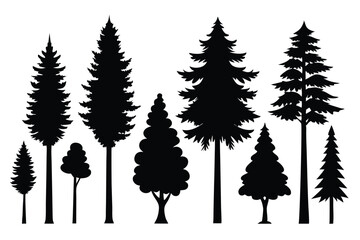 Fototapeta premium Silhouettes of evergreen trees in a forest setting 