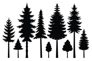 Silhouettes of evergreen trees in a forest setting
