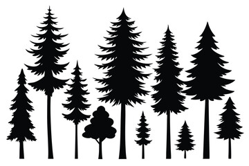 Silhouettes of evergreen trees in a forest setting
