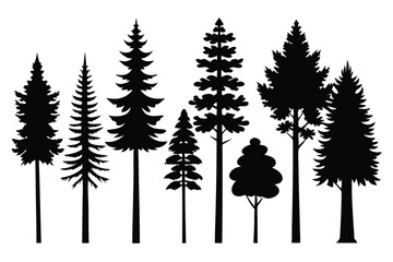 Silhouettes of evergreen trees in a forest setting
