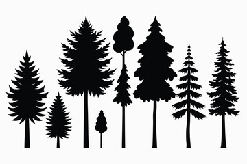 Silhouettes of evergreen trees in a forest setting
