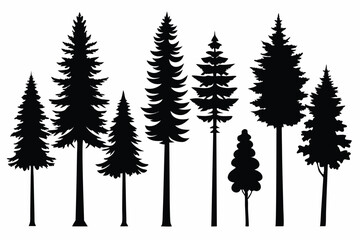 Silhouettes of evergreen trees in a forest setting
