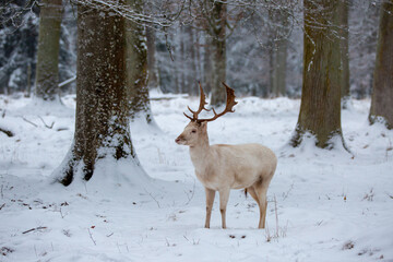 Wei&szlig;er Hirsch im Winterwald