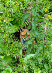 Fox hiding in green undergrowth with its face and body partially obscured by leaves. Wildlife along bank of "River Dodder", Dublin, Ireland