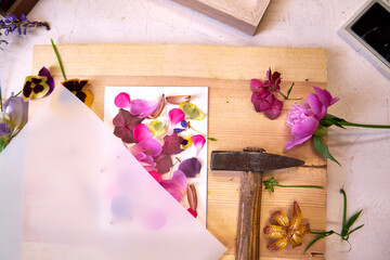 Botanical art in progress – flower petals arranged on paper, covered with parchment, ready to be...