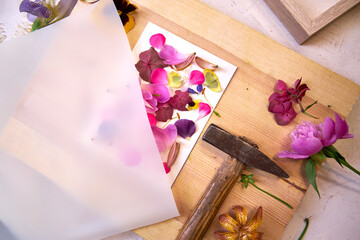 Botanical art in progress – flower petals arranged on paper, covered with parchment, ready to be...