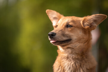 Close-up portrait of a red puppy. The puppy has long ears