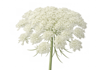 Queen anne's lace wildflower blossoming, white delicate petals spreading against clean transparent backdrop