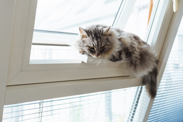 gray fluffy cat sits on window with blinds, hanging its tail